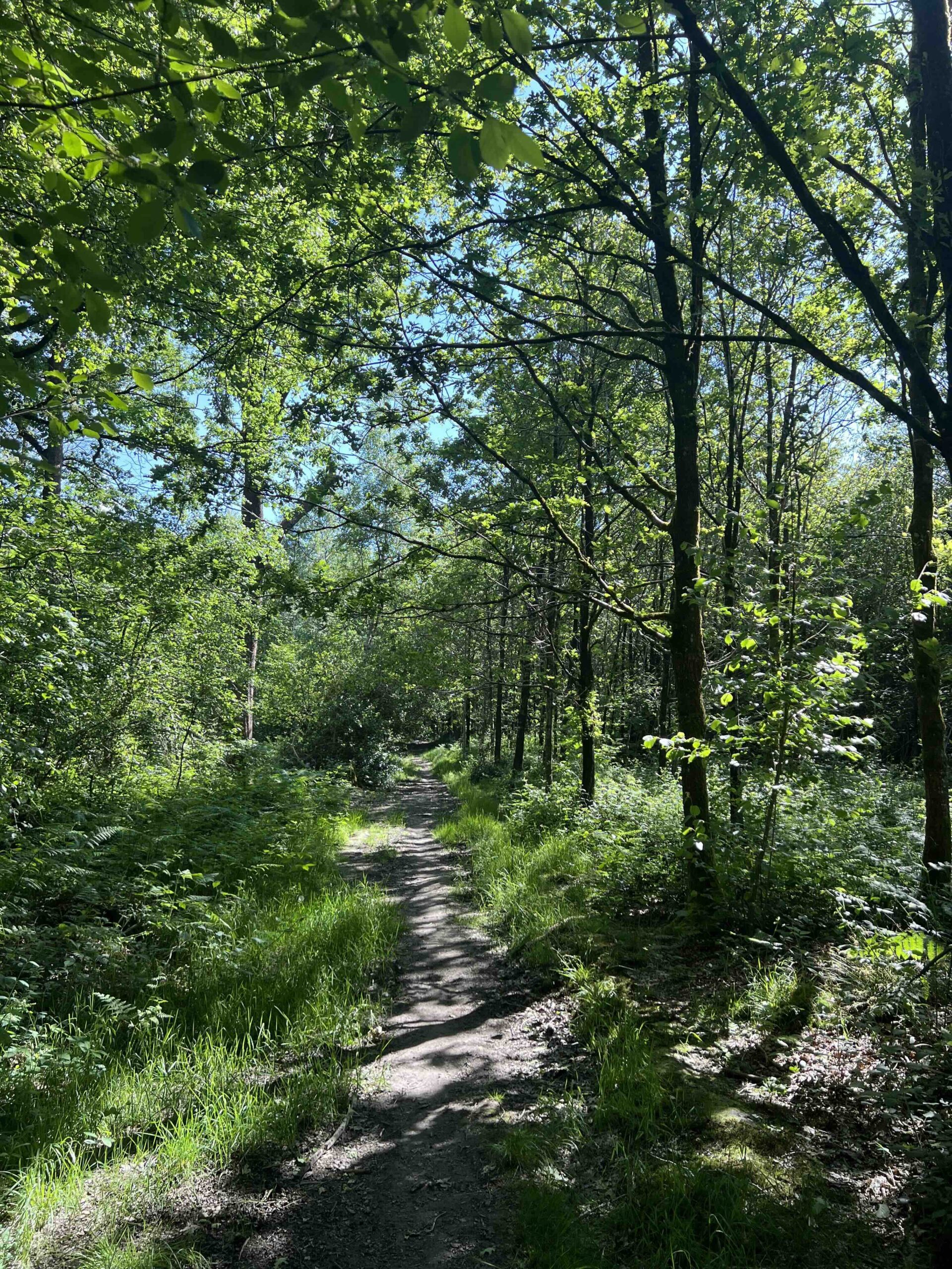 LE BOIS DE SELOIGNES ET LE PARC NATIONAL D'ENTRE- SAMBRE ET MEUSE