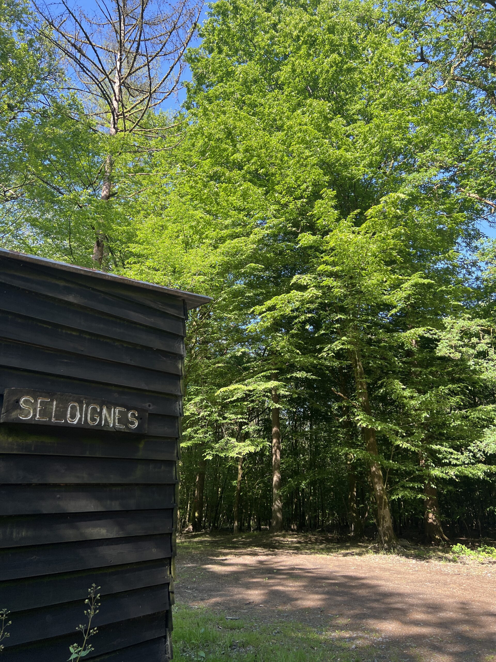 BOIS DE SELOIGNES BOIS DE SELOIGNES